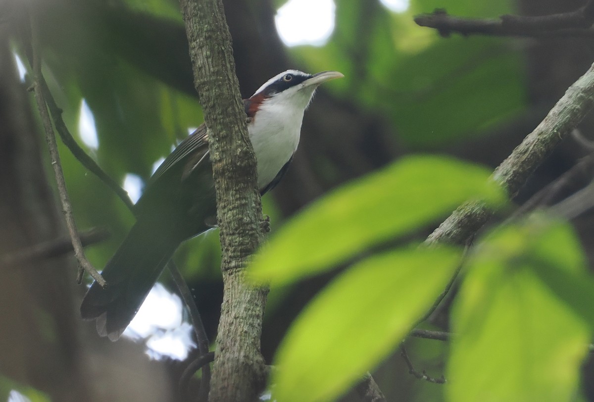 Sunda Scimitar-Babbler - Stephan Lorenz