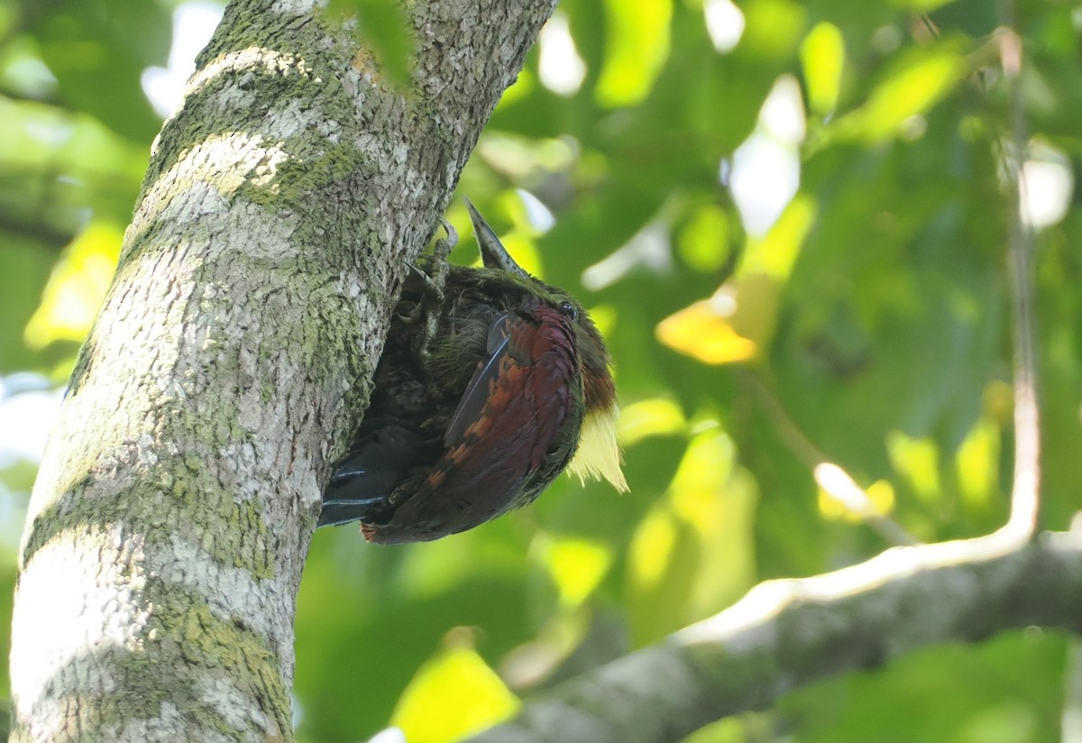 Checker-throated Woodpecker - ML621767586