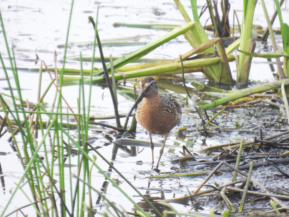 Short-billed Dowitcher - ML621767589