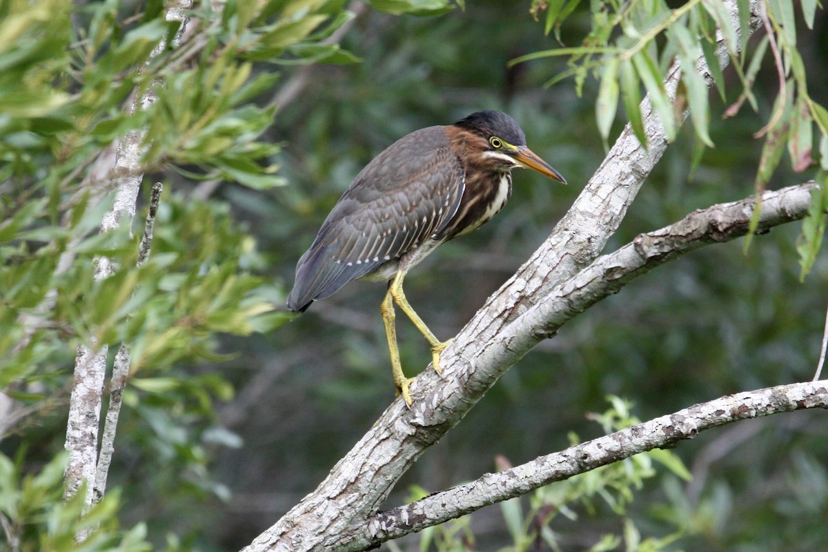 Green Heron - ML621767669