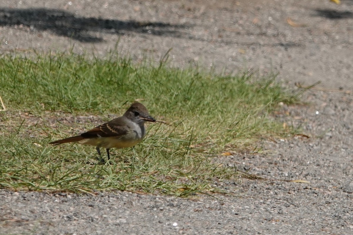 Great Crested Flycatcher - ML621767711