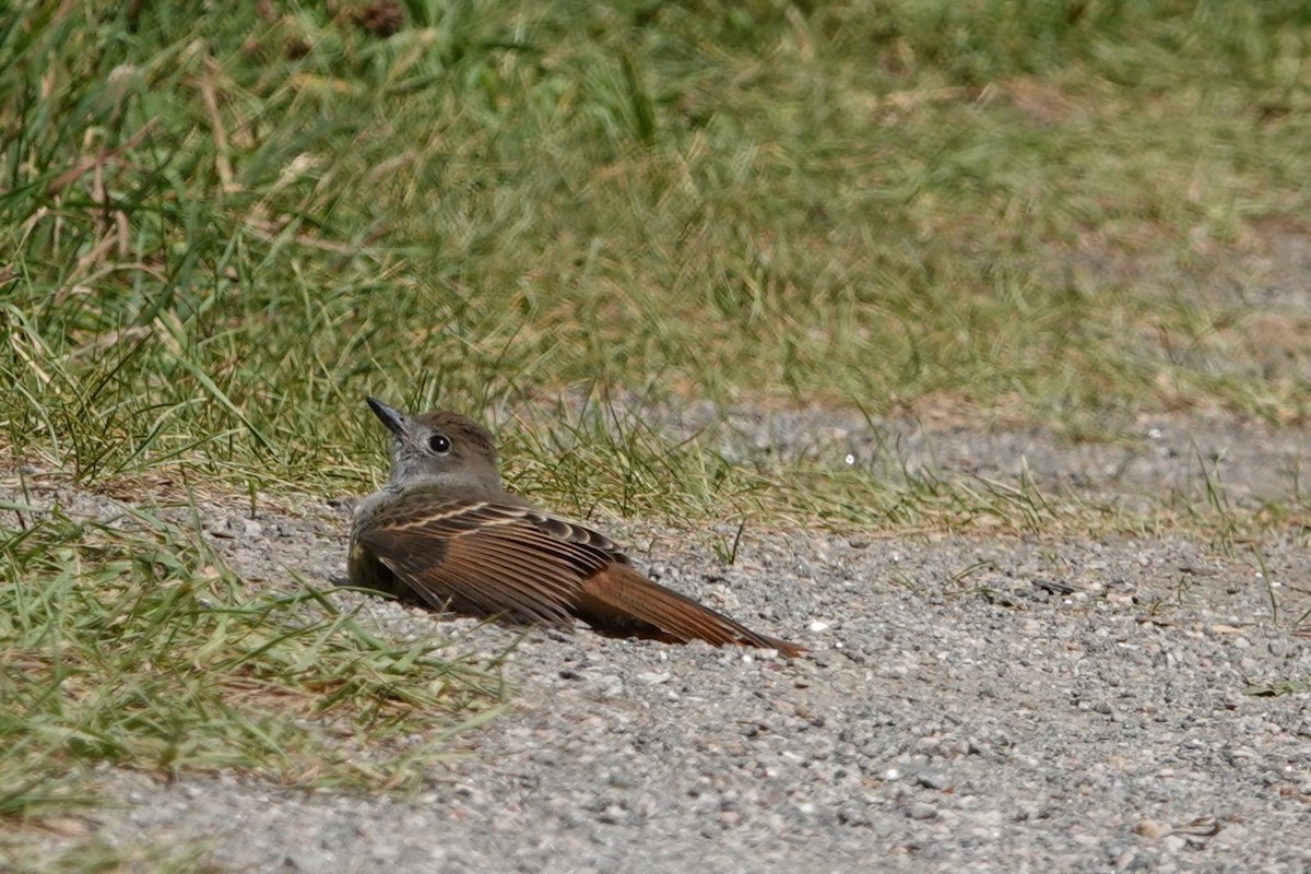 Great Crested Flycatcher - ML621767712