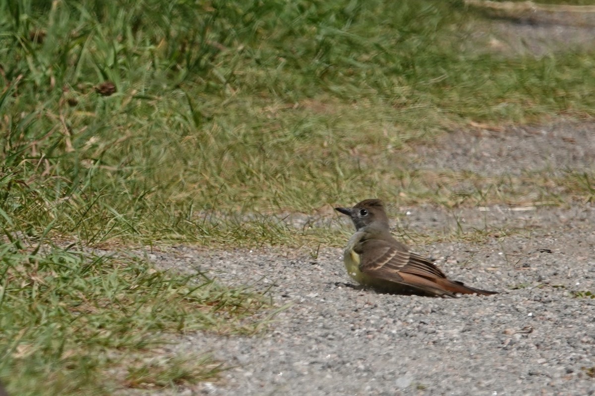 Great Crested Flycatcher - ML621767713