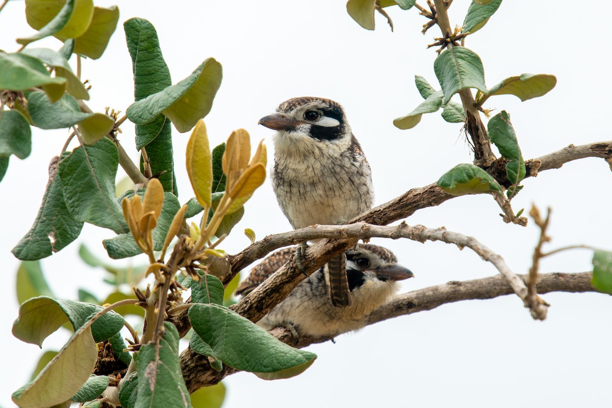 White-eared Puffbird - ML621767736