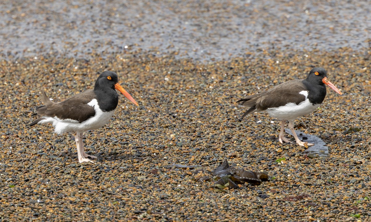 American Oystercatcher - ML621767753