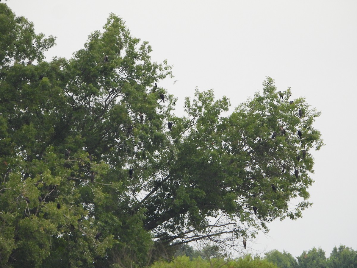 Double-crested Cormorant - Bob Lane