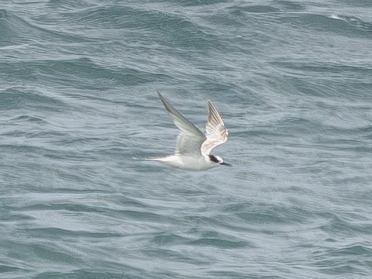 South American Tern - ML621767756