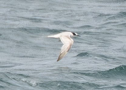 South American Tern - ML621767757