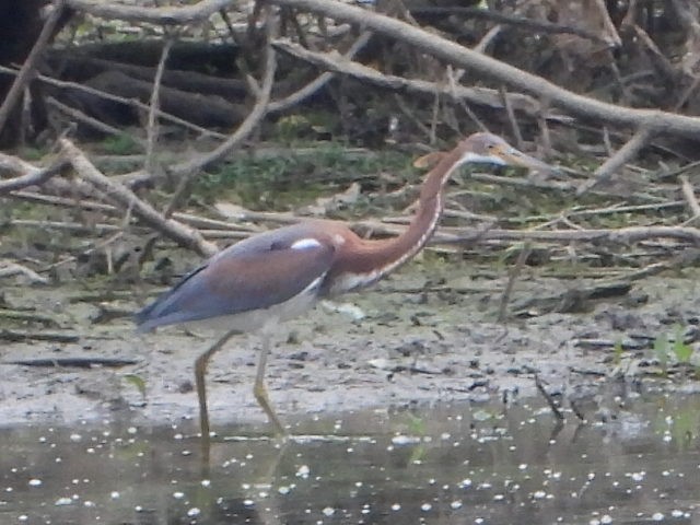 Tricolored Heron - ML621767760