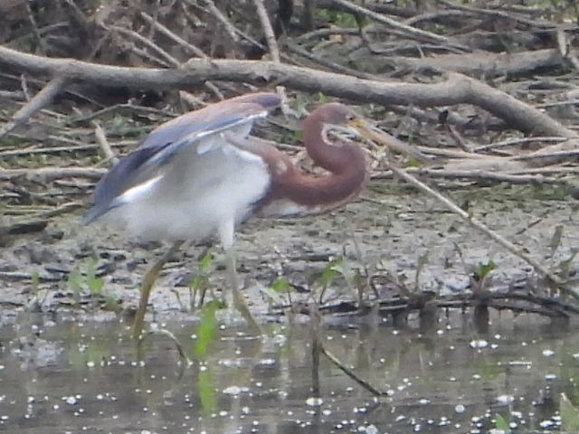 Tricolored Heron - Bob Lane