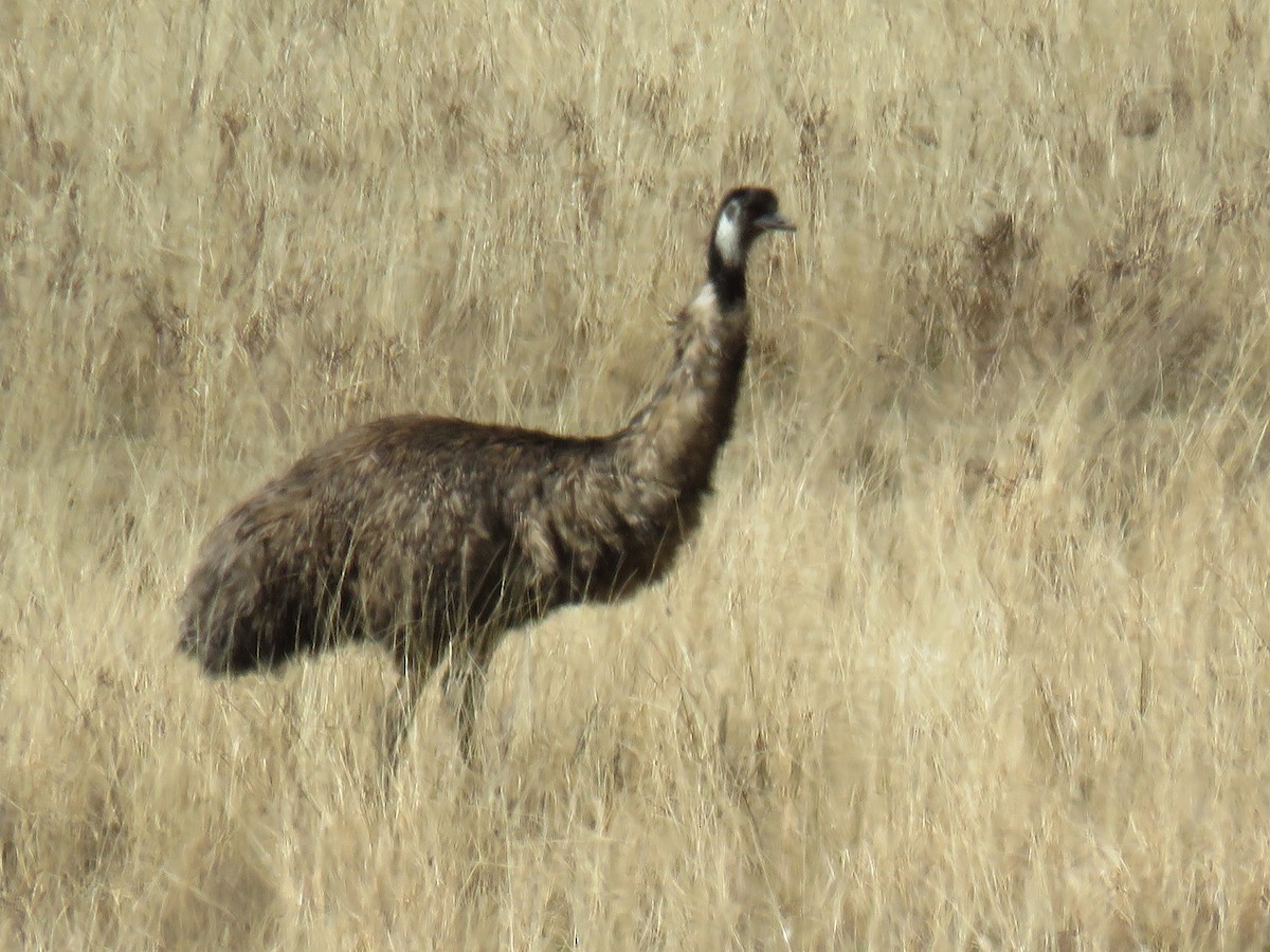 Émeu d'Australie - ML621767791