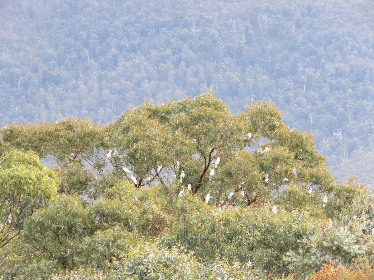 Sulphur-crested Cockatoo - ML621767795