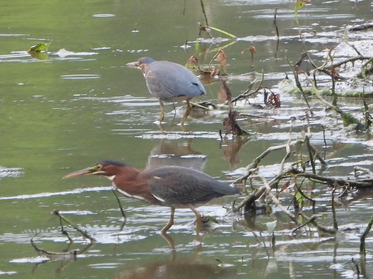 Green Heron - ML621767799