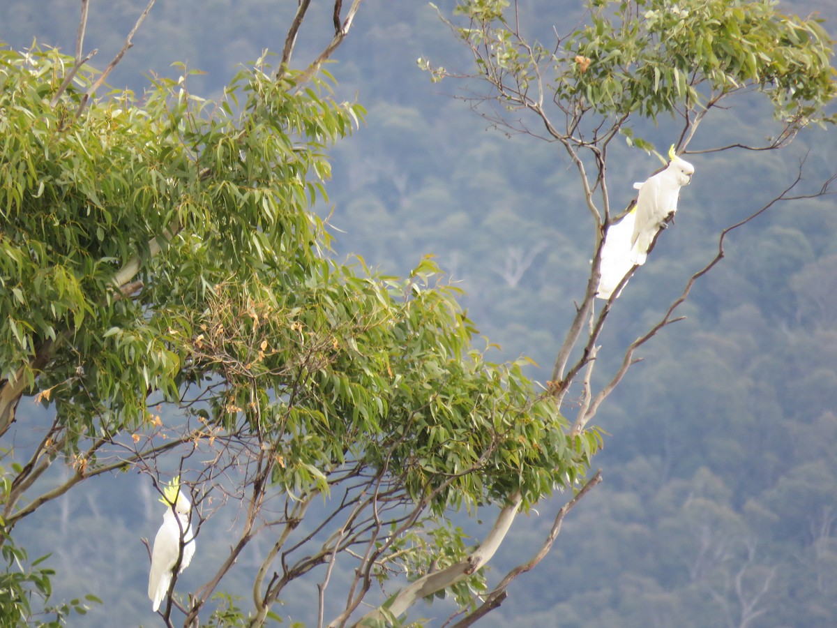 Sulphur-crested Cockatoo - ML621767803