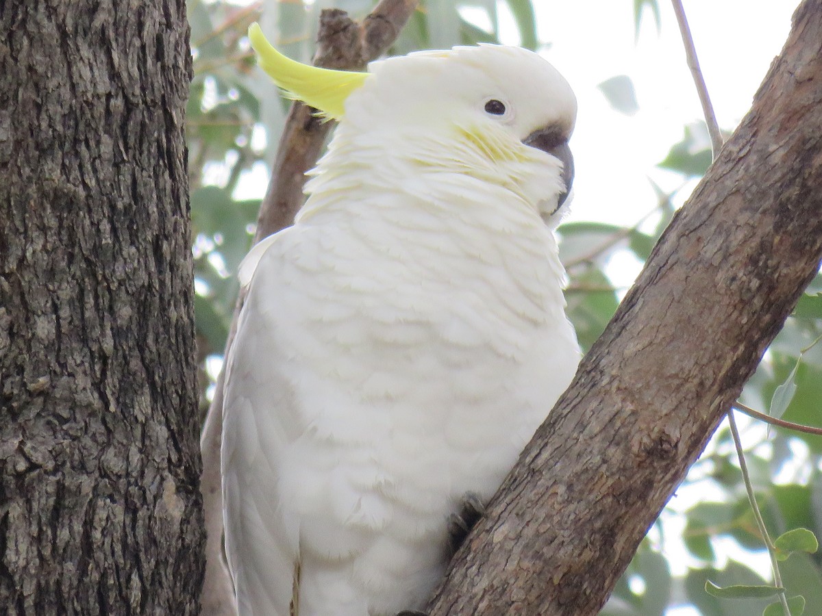 Sulphur-crested Cockatoo - ML621767805