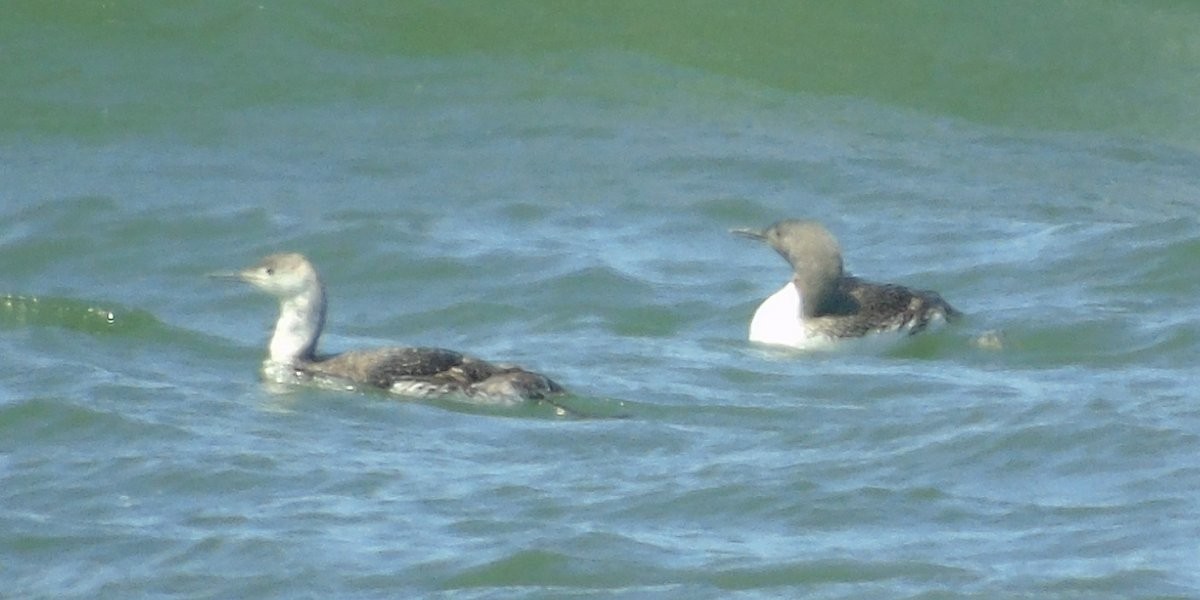 Red-throated Loon - ML621767807