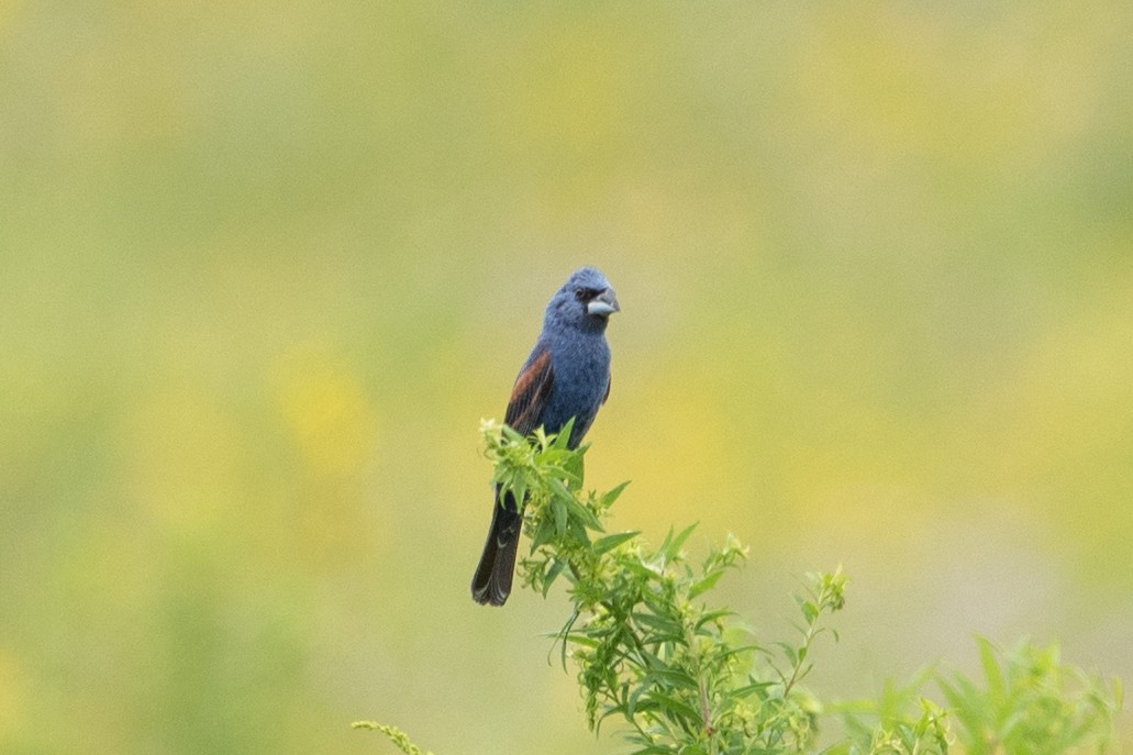 Blue Grosbeak - ML621767862