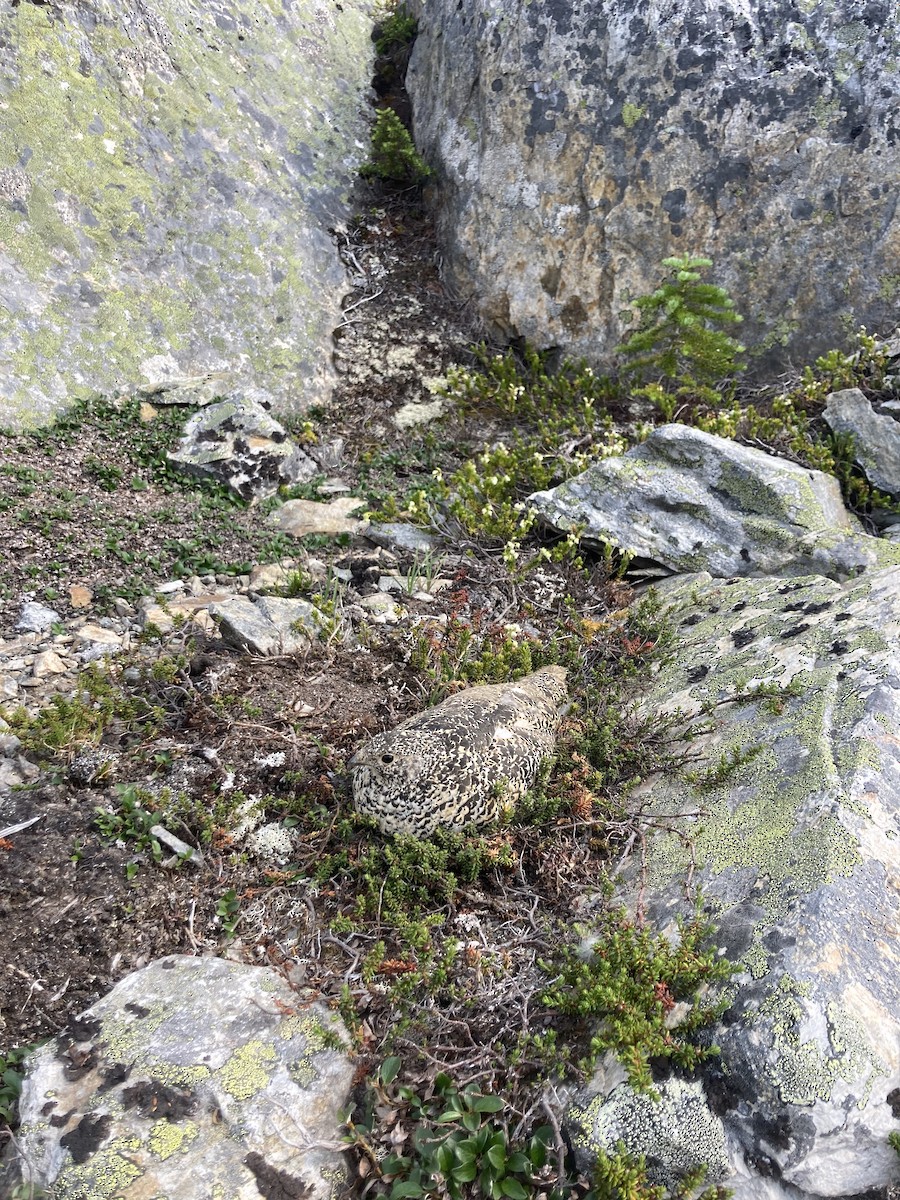 White-tailed Ptarmigan - Zac Fedder