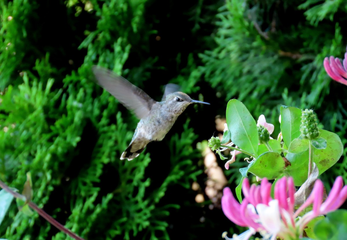Anna's Hummingbird - ML621767962