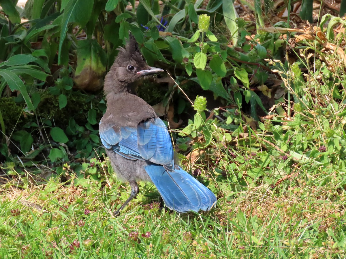 Steller's Jay - ML621767964