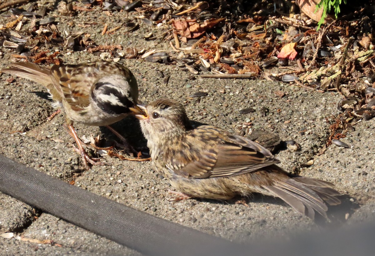 White-crowned Sparrow - ML621767972