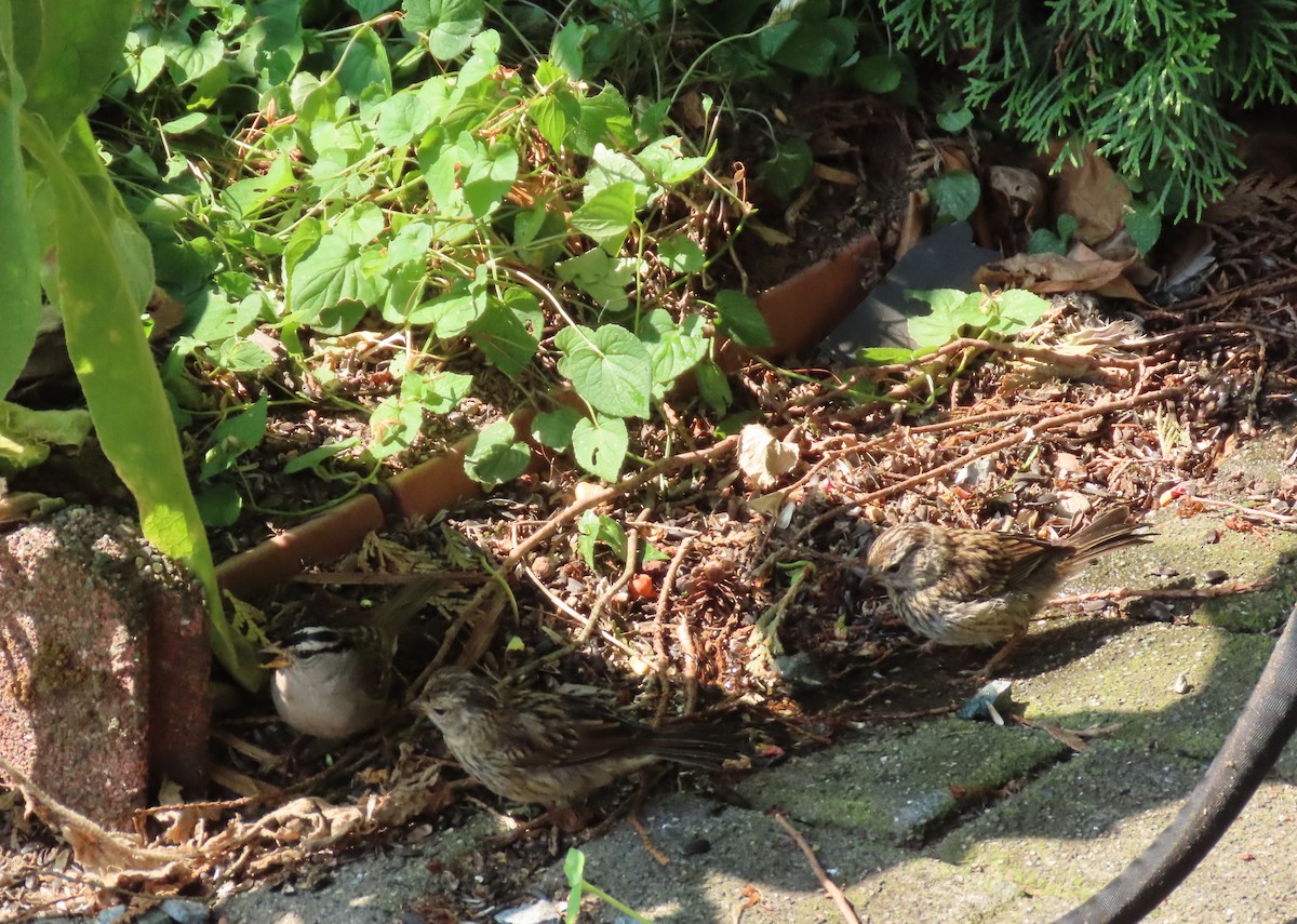White-crowned Sparrow - ML621767973