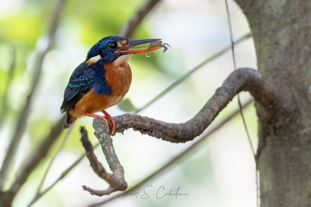 Indigo-banded Kingfisher - ML621767998