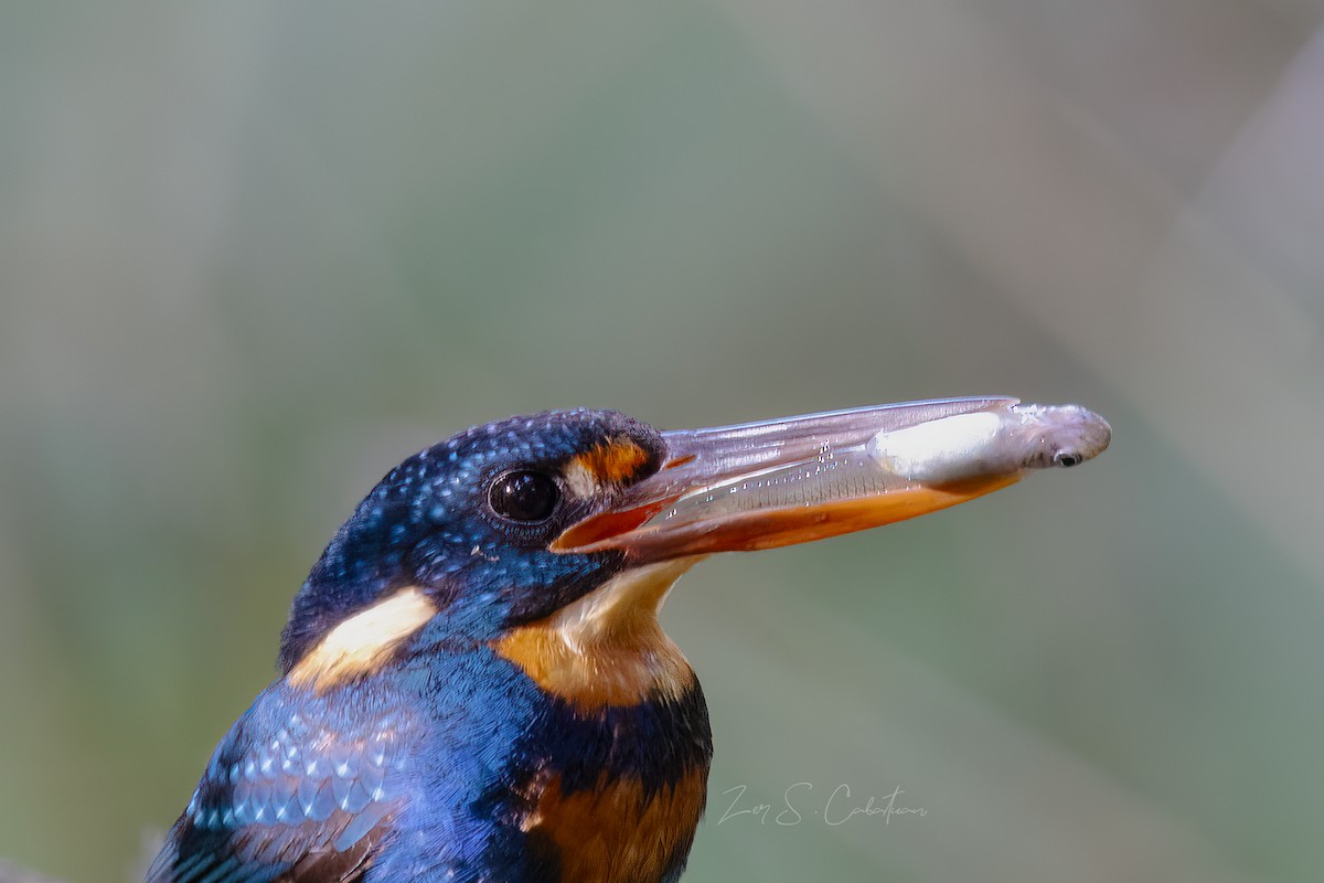 Indigo-banded Kingfisher - ML621767999