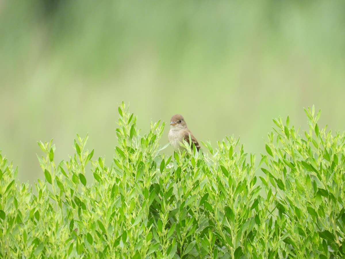 Willow Flycatcher - ML621768007