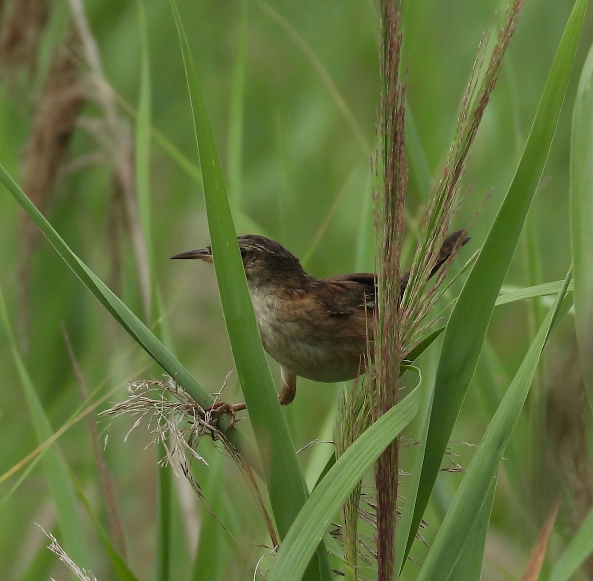 Marsh Wren - ML621768011