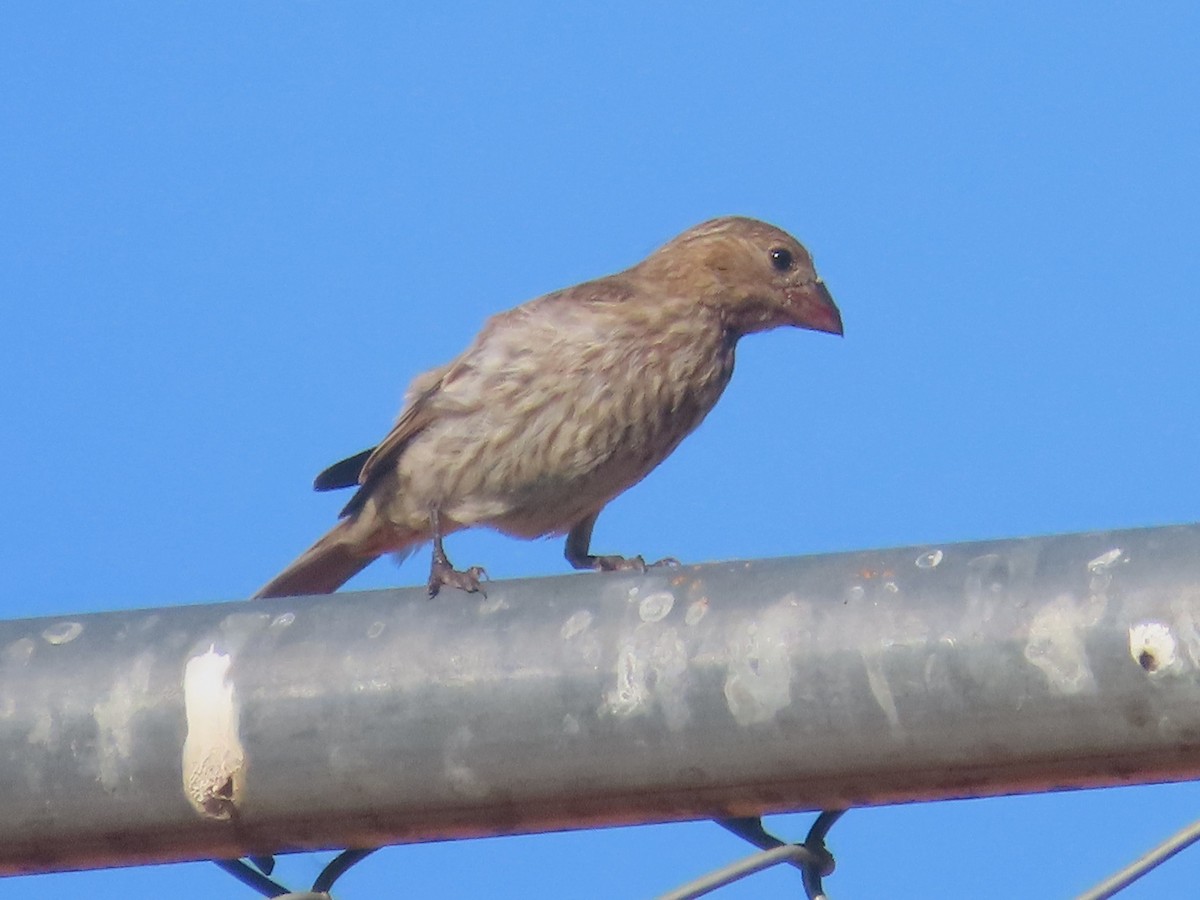 House Finch - ML621768030