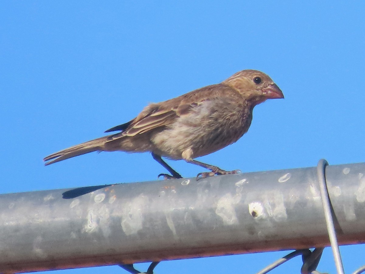 House Finch - ML621768031