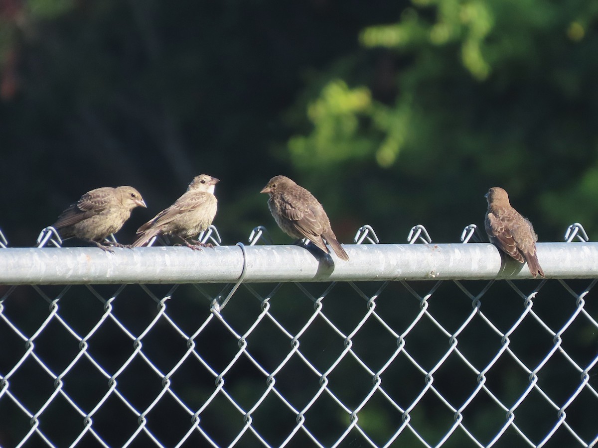 Brown-headed Cowbird - ML621768038