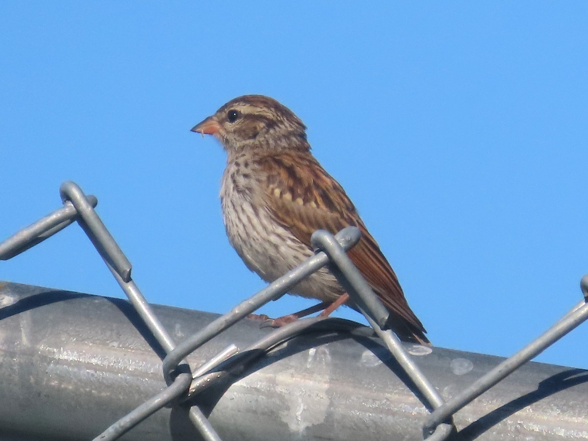 Chipping Sparrow - ML621768060