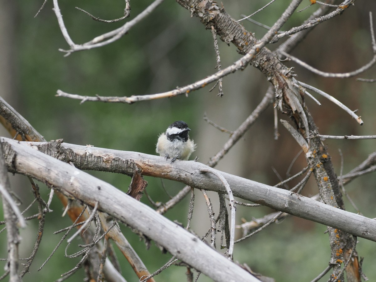 Black-capped/Mountain Chickadee - ML621768074