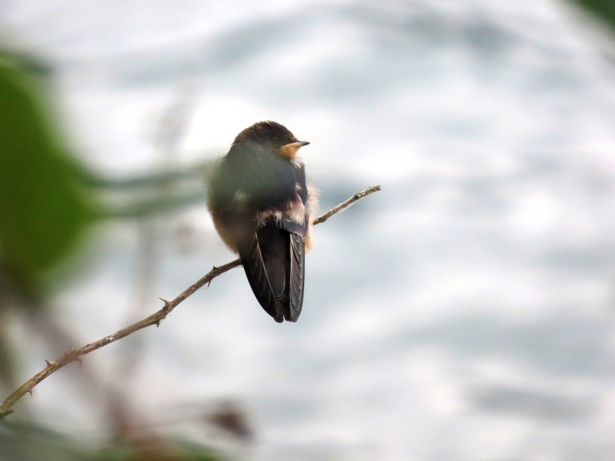 Barn Swallow - ML621768110
