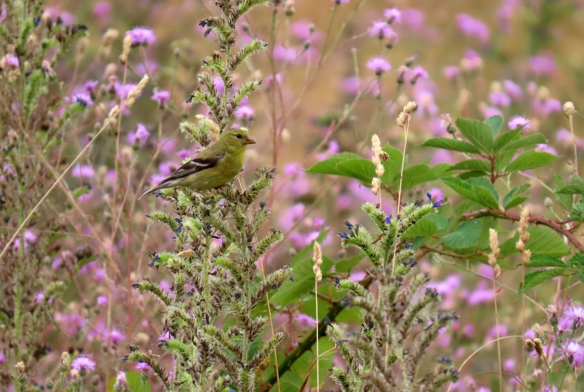 American Goldfinch - ML621768121
