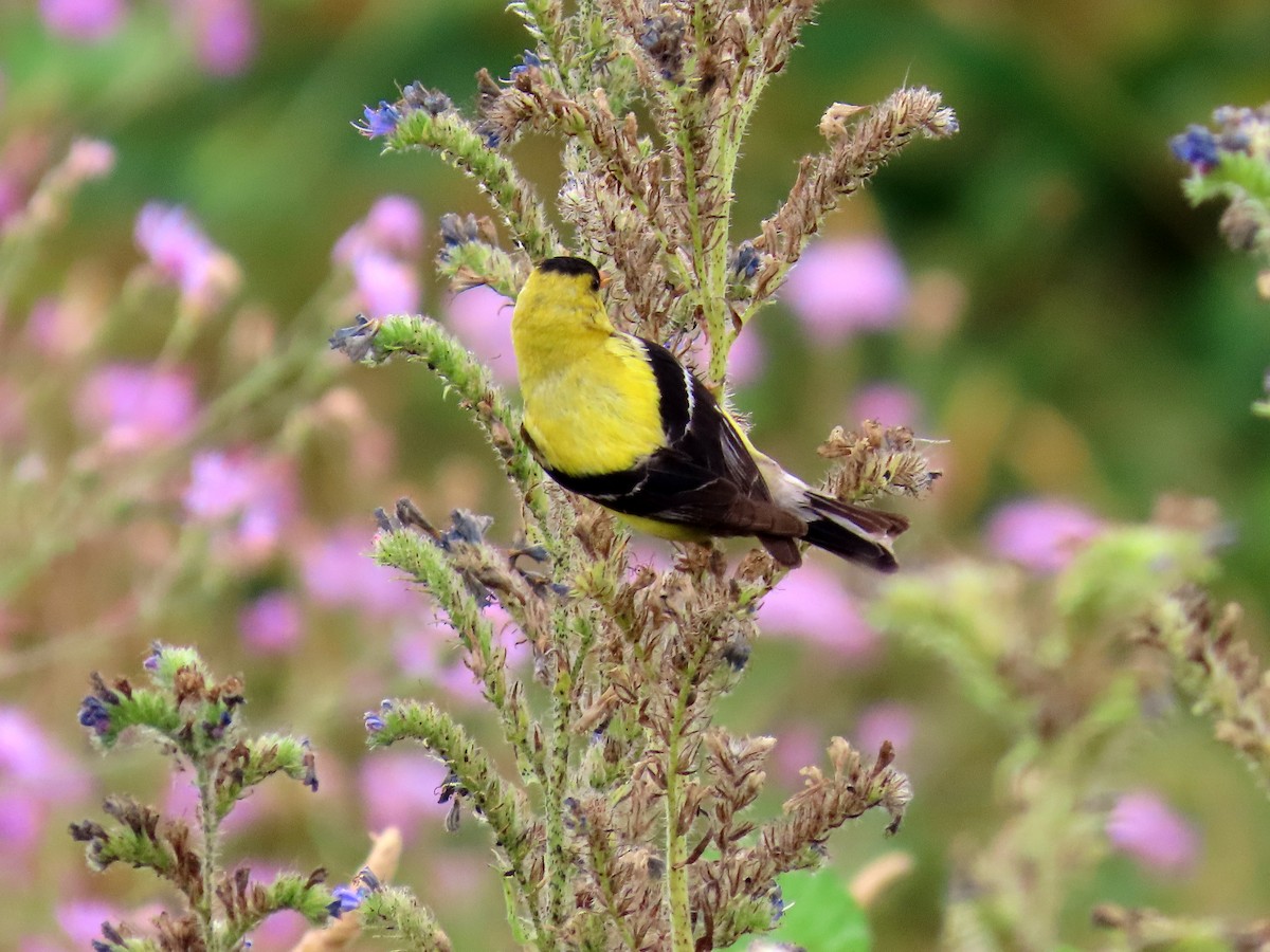 American Goldfinch - ML621768122