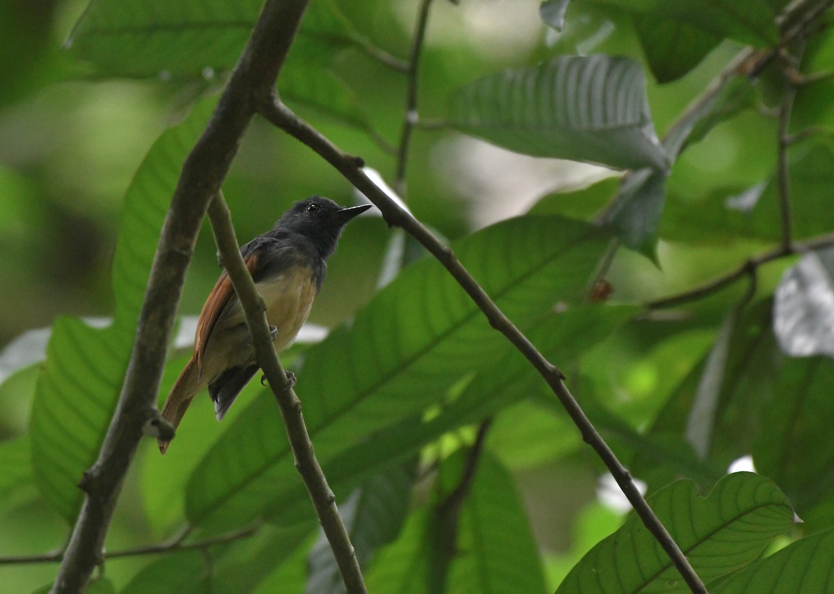 Rufous-winged Philentoma - ML621768168