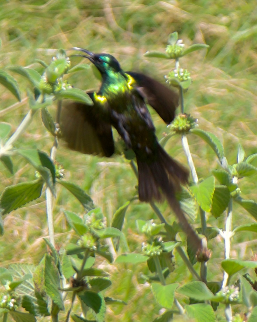 Malachite Sunbird - ML621768291