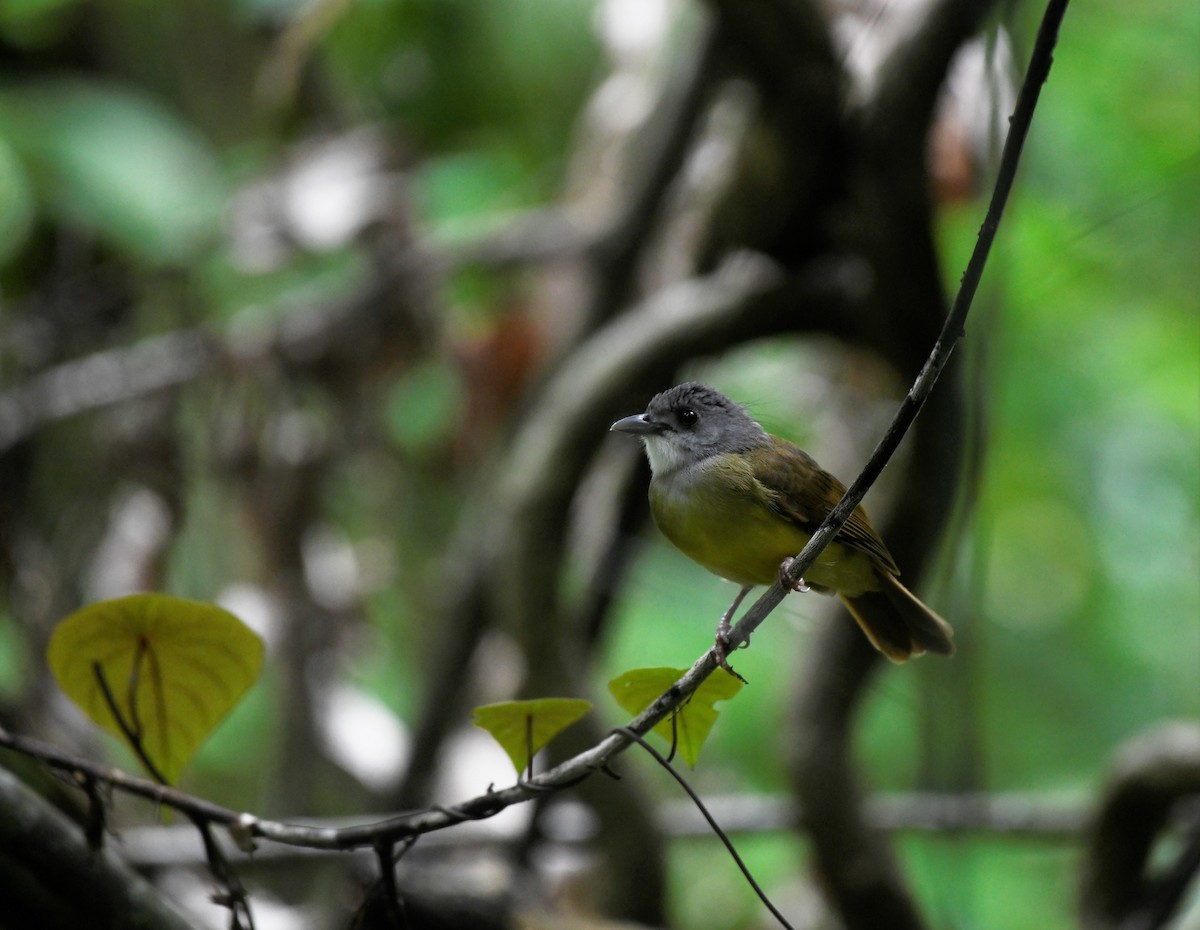 Yellow-bellied Bulbul - ML621768336