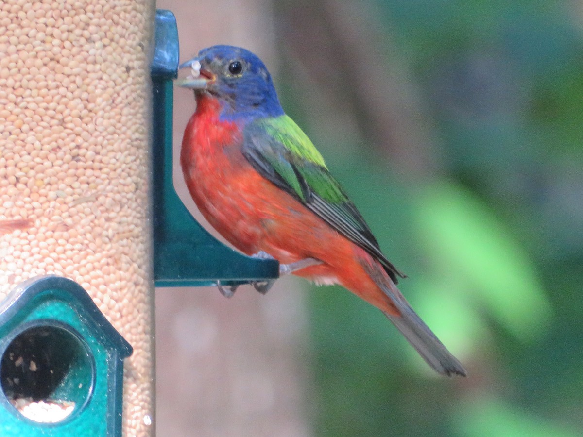 Painted Bunting - Joel Jacobson