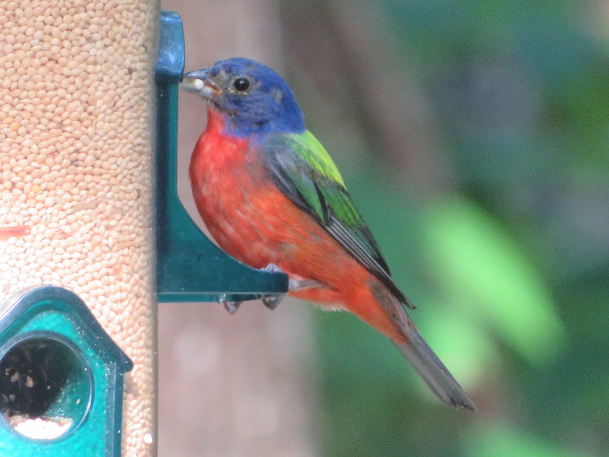 Painted Bunting - ML621768342