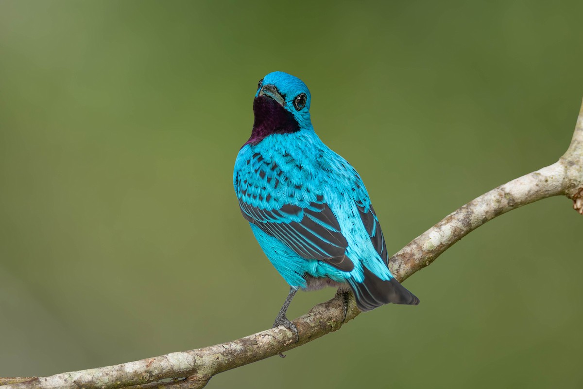 Cotinga turquoise - ML621768367