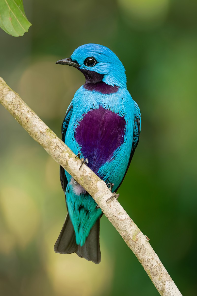 Turquoise Cotinga - ML621768368