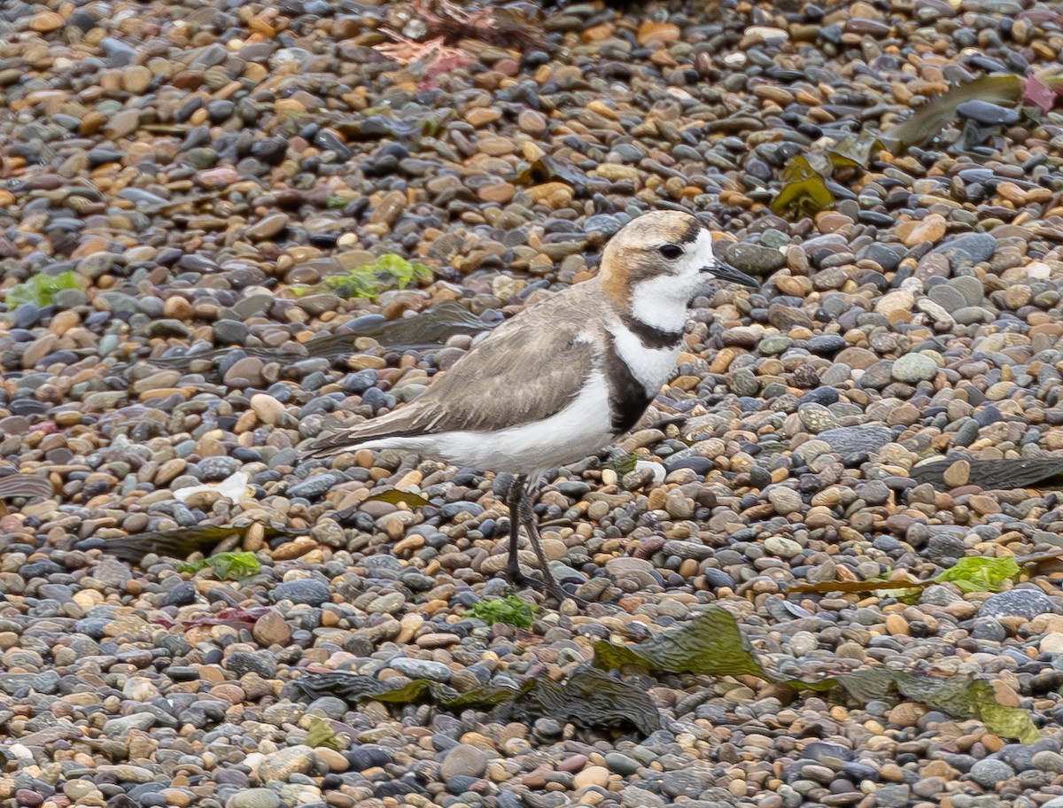 Two-banded Plover - ML621768382