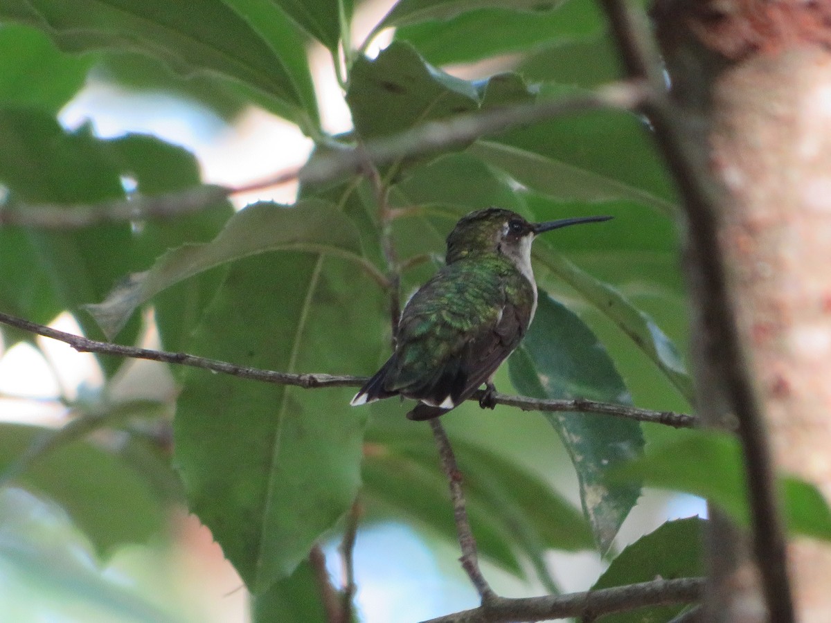 Colibri à gorge rubis - ML621768383