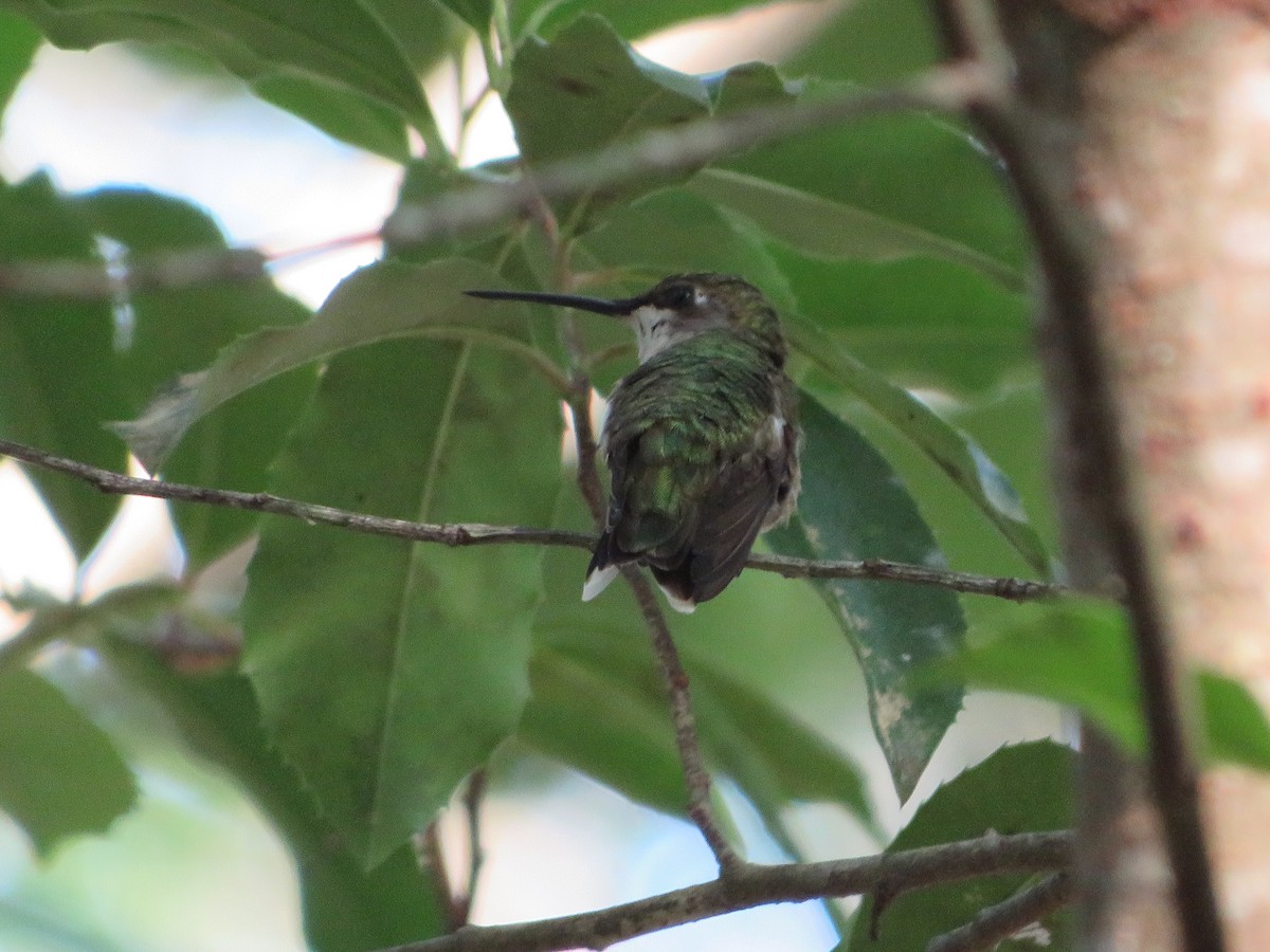 Colibri à gorge rubis - ML621768385