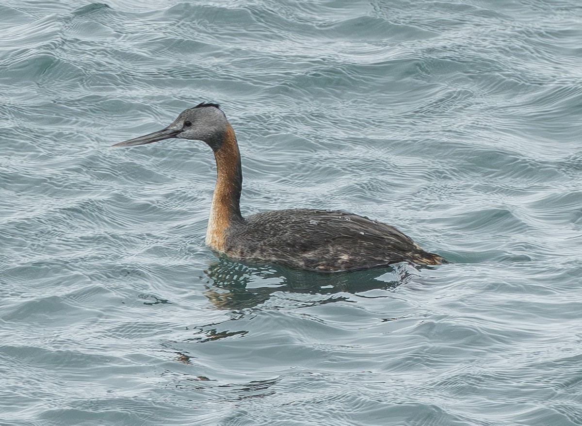 Great Grebe - ML621768386