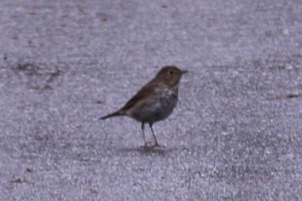 Swainson's Thrush - ML621768459